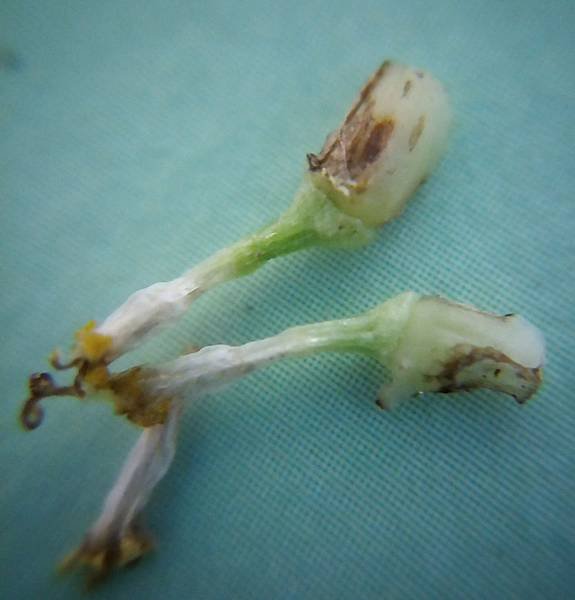 茼蒿未成熟種子.jpg