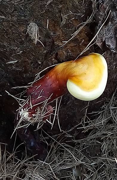 喜熱靈芝1.jpg