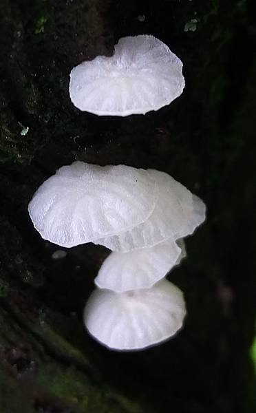 純白微皮傘1.jpg