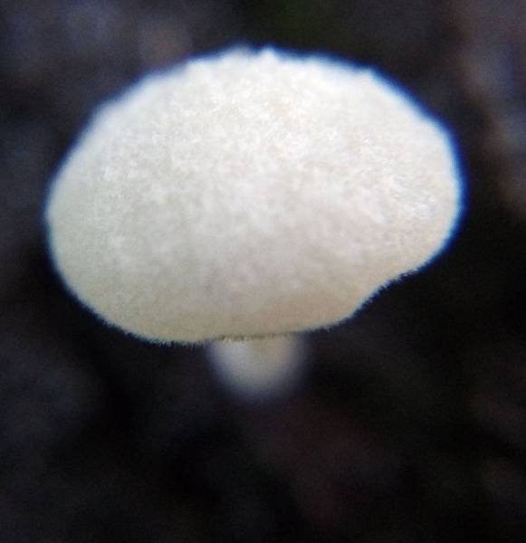 純白微皮傘3.jpg