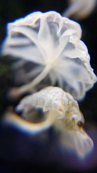 純白微皮傘4.jpg