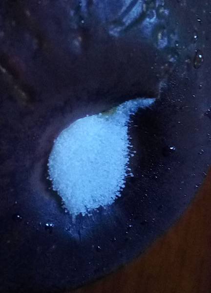 酪梨毛霉菌.jpg