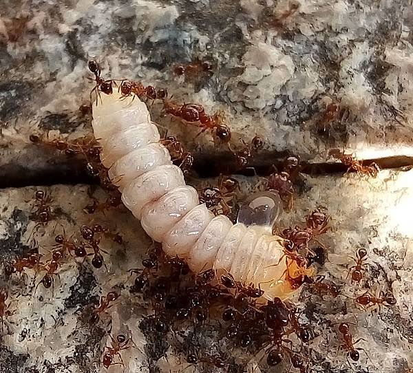 螞蟻食銹天牛幼蟲.jpg