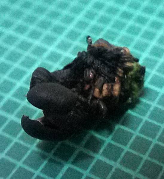 粉綠白腰天蛾蟲蛻.jpg