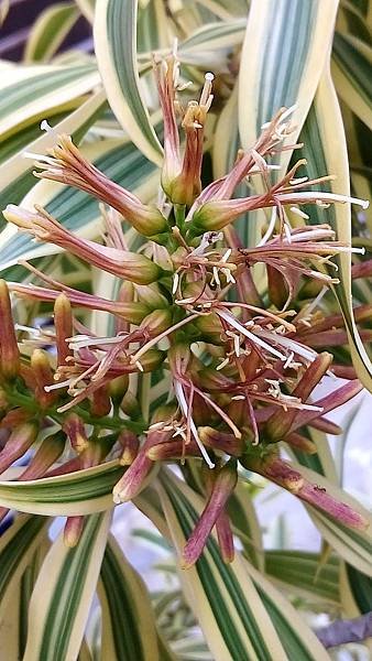 金邊百合竹花.jpg