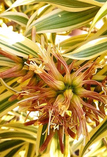 金邊百合竹花1.jpg