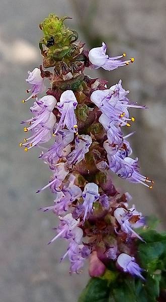 仙草花.jpg