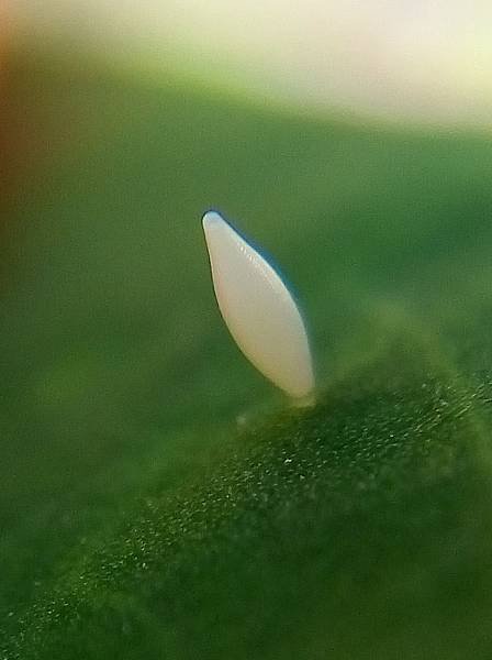 水青粉蝶卵1.jpg