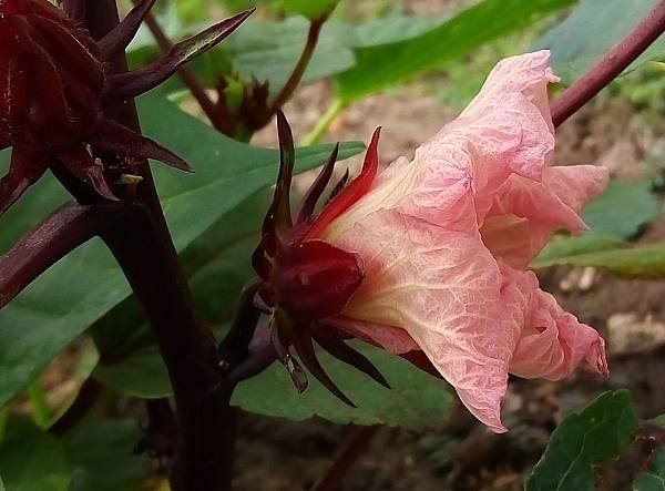 洛神花.jpg