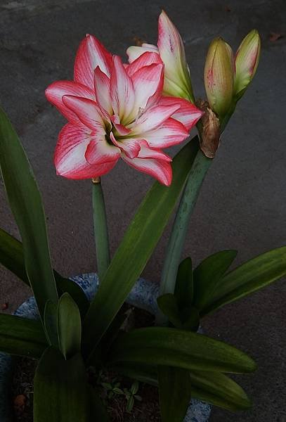 重瓣孤挺花.jpg