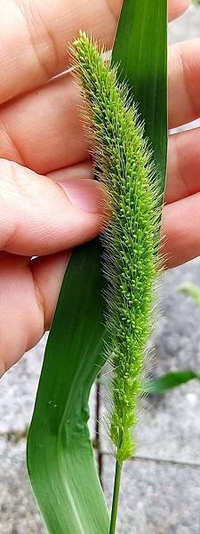 綠狗尾草1.jpg
