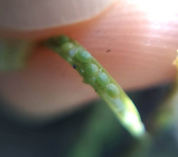 焊菜種籽.jpg