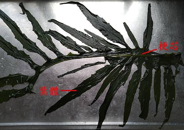 裙帶菜.jpg