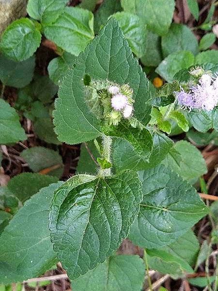 紫花藿香薊1.jpg