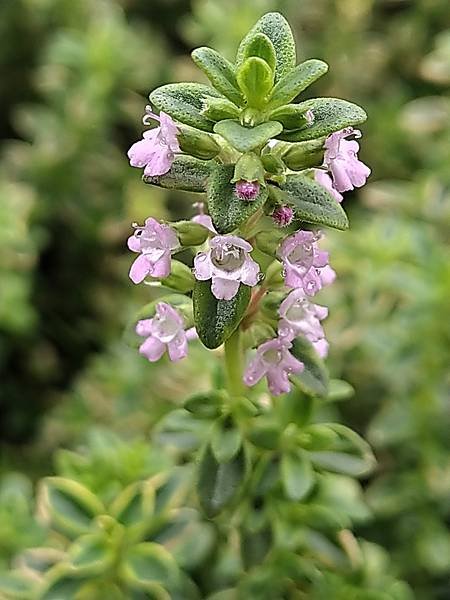 檸檬百里香開花.jpg