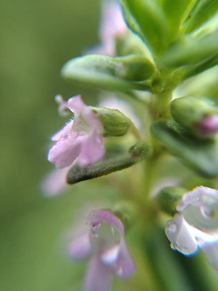 檸檬百里香花.jpg