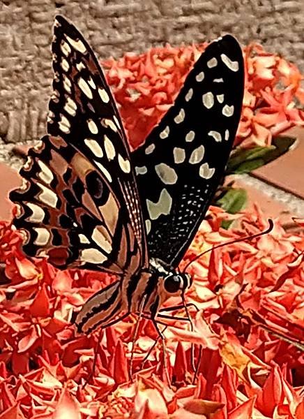 花鳳蝶.jpg