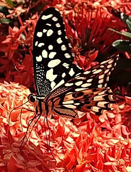花鳳蝶採花蜜.jpg