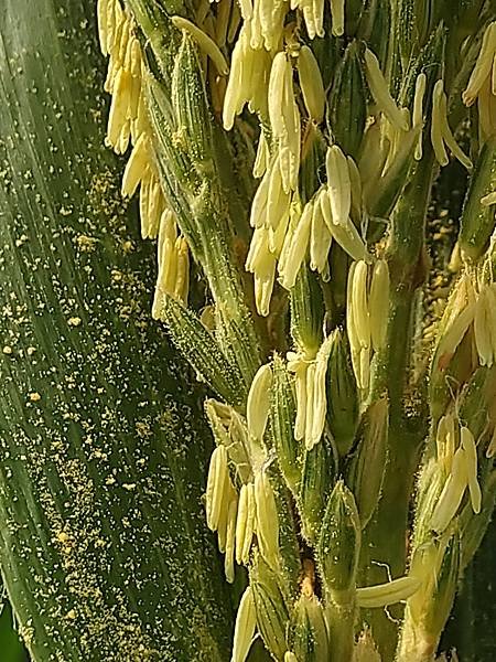 玉米雄蕊花粉.jpg