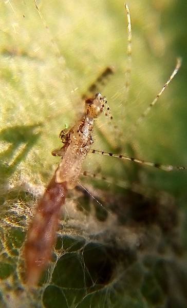 三節蚊獵椿象.jpg