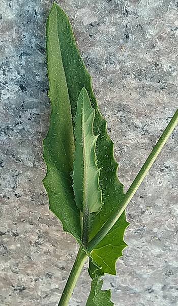 紫背草.jpg