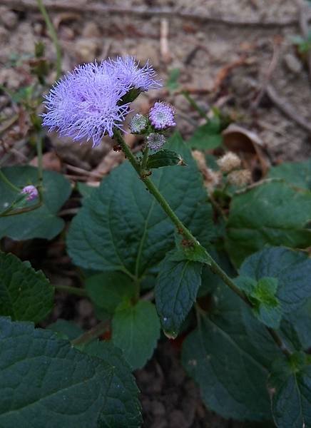 紫花藿香薊1.jpg