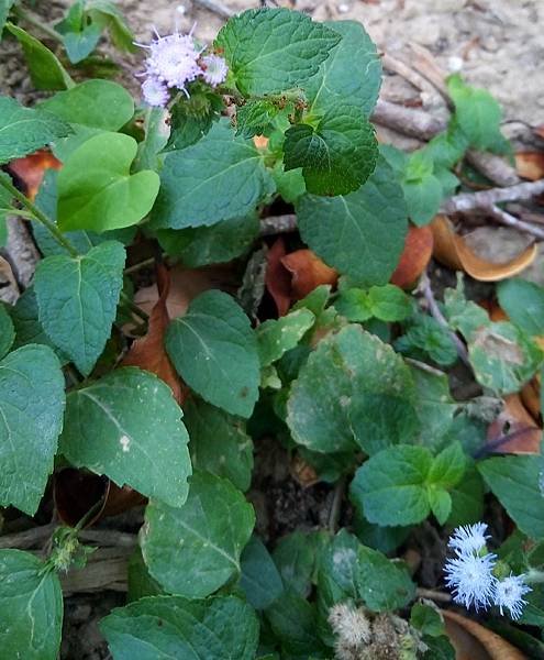 紫花藿香薊3.jpg