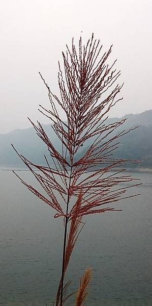 五節芒1.jpg