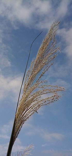 台灣芒1.jpg