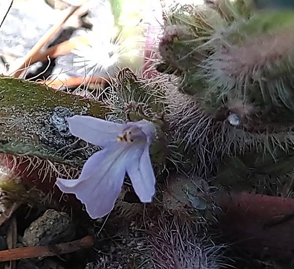 台灣筋骨草花1.jpg