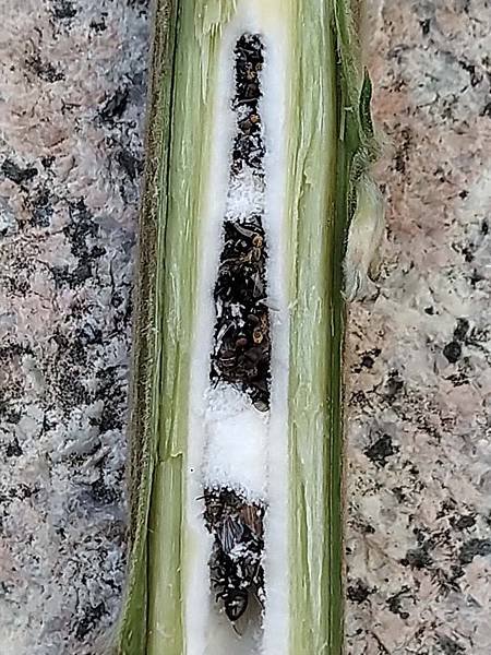 棒柄泥蜂的食物1jpg.jpg