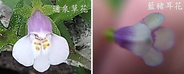 通泉草%26;藍豬耳.jpg