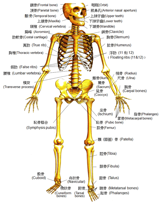 bone2.png