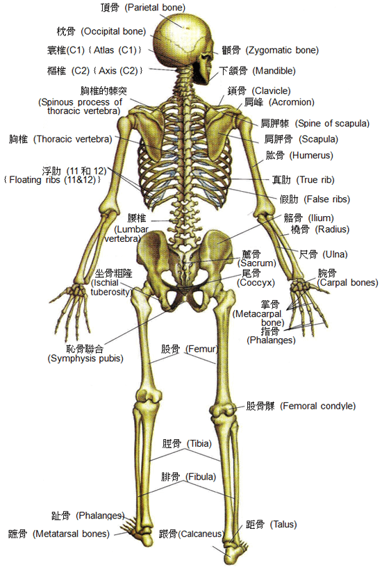 bone3.png