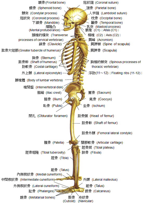 bone4.png