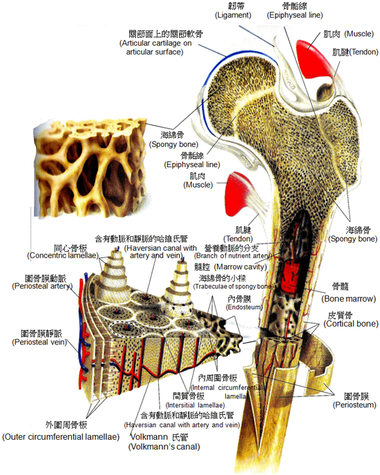 bone5.png