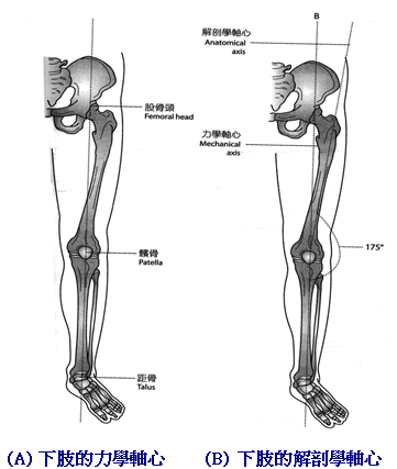 Bone11