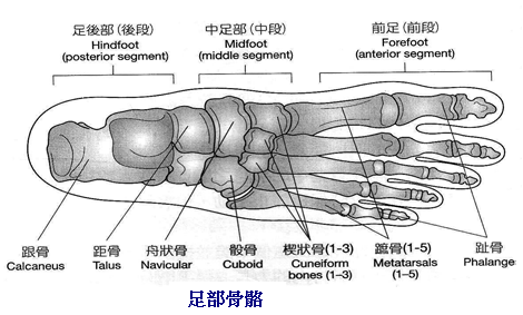 Bone11