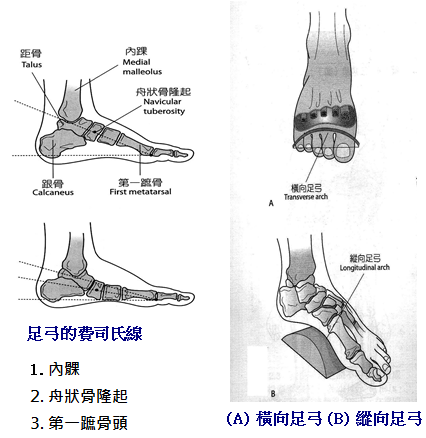 bone11-4