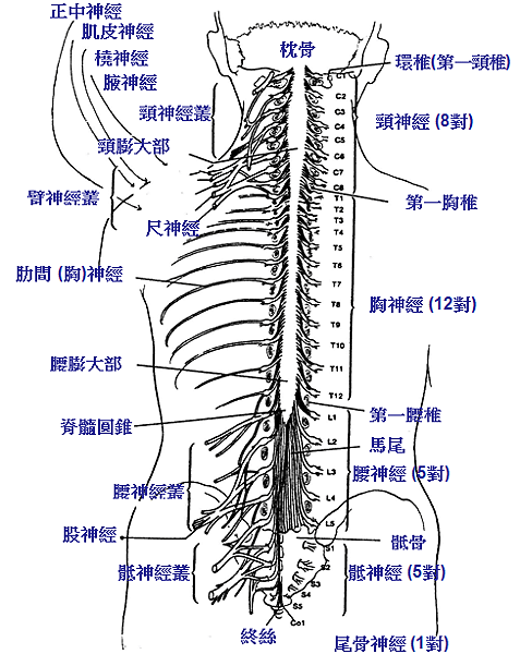 Bone12