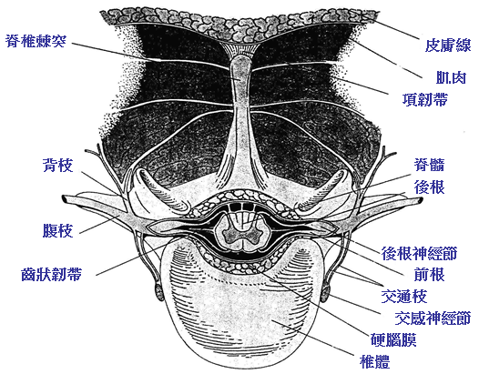 bone12-4