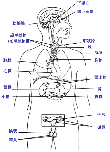 Bone13