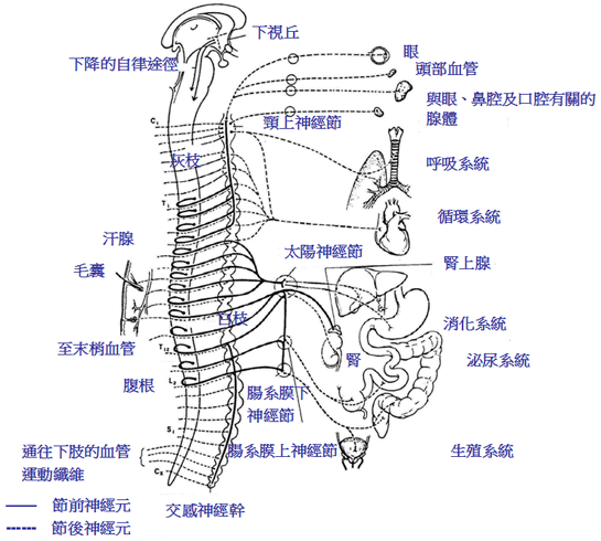 如何預防瑜伽運動傷害_交感神經系統.png