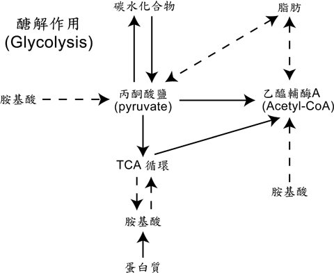 五大營養素與植化素7-5