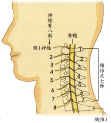 頸椎