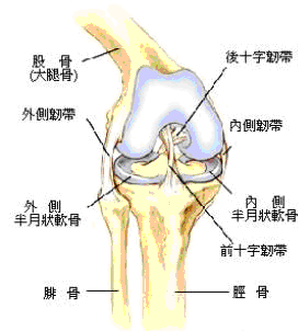 膝關節.png