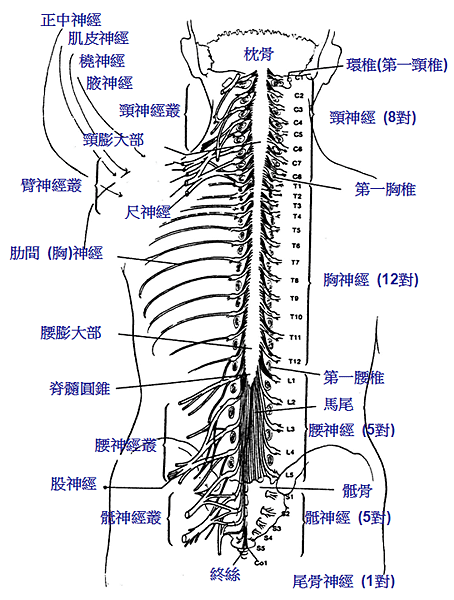 如何預防瑜伽運動傷害_脊髓與脊神經.png