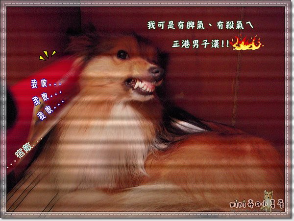 吹風機吹吹吹.JPG