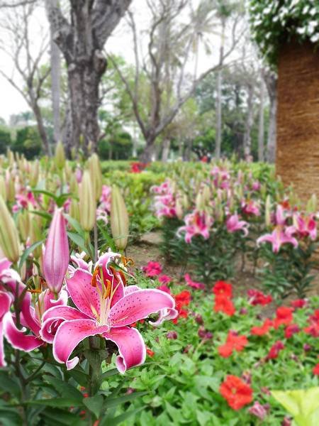 台南公園百花祭-2