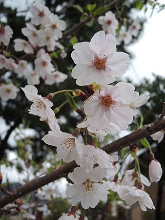 DSCN5250